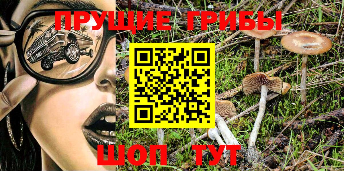 Псилоцибиновые грибы Psilocybe Славгород
